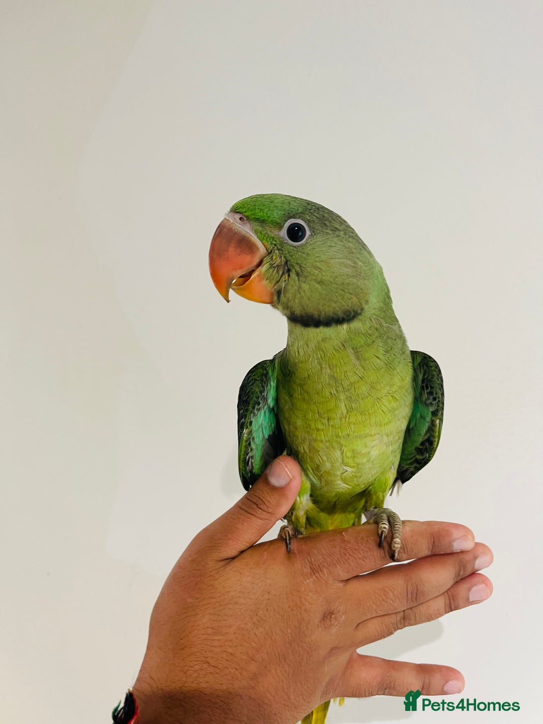 Hand reared Alexandrine Parrots for Sale for sale in Milton Keynes Pets4Homes