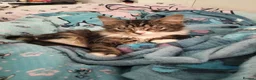 Mixed Breed cats for adoption: ❤️🐱 RAVEN & ❤️🐱 PENNY – TWO BEST FRIENDS - Advert 7