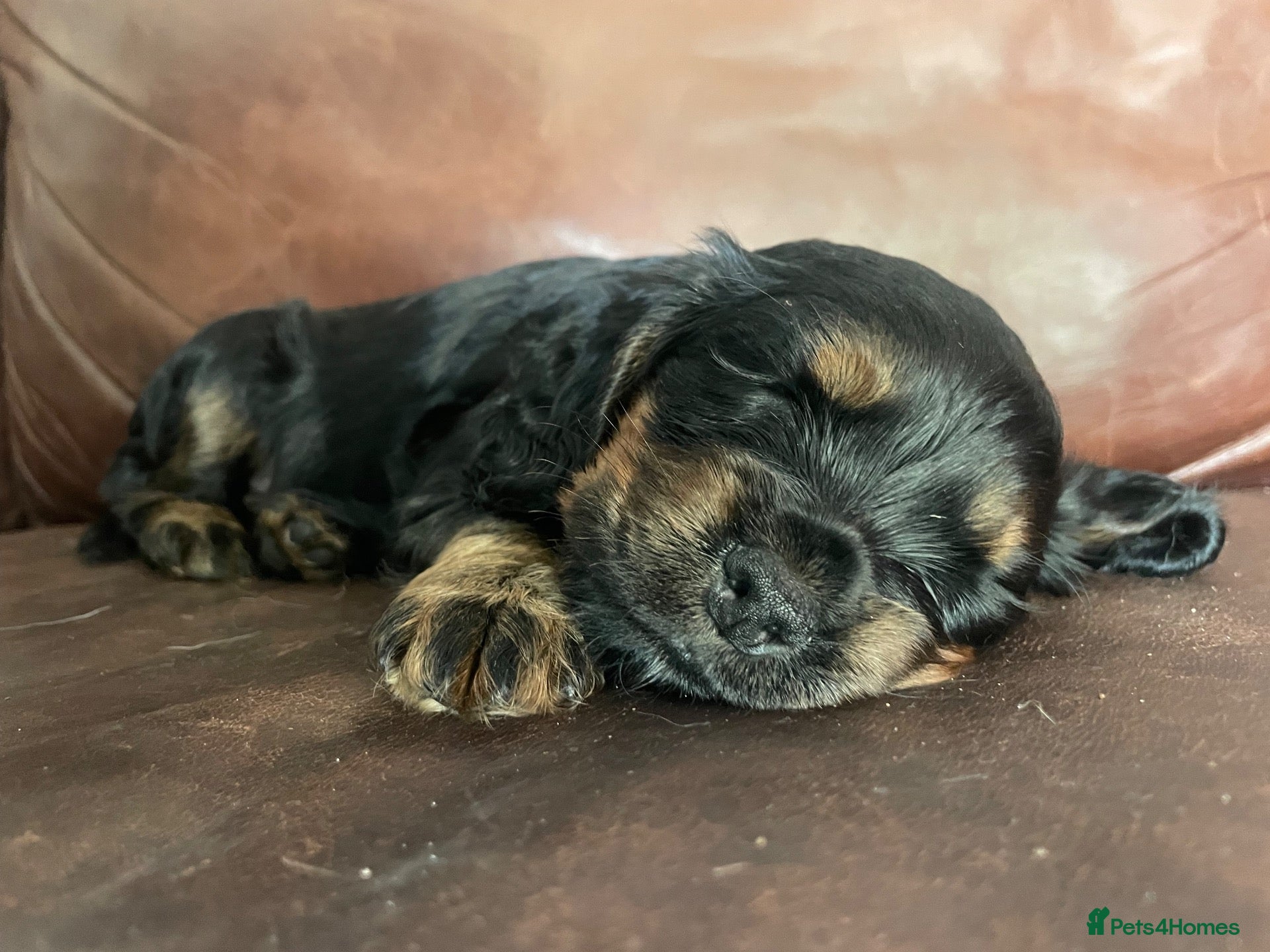 Cockapoo dogs Cockapoo pups for sale - Advert 5