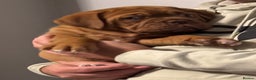 Dogue De Bordeaux dogs for sale: Ready to go last Outstanding Chunky KC DDB Puppy - Advert 19