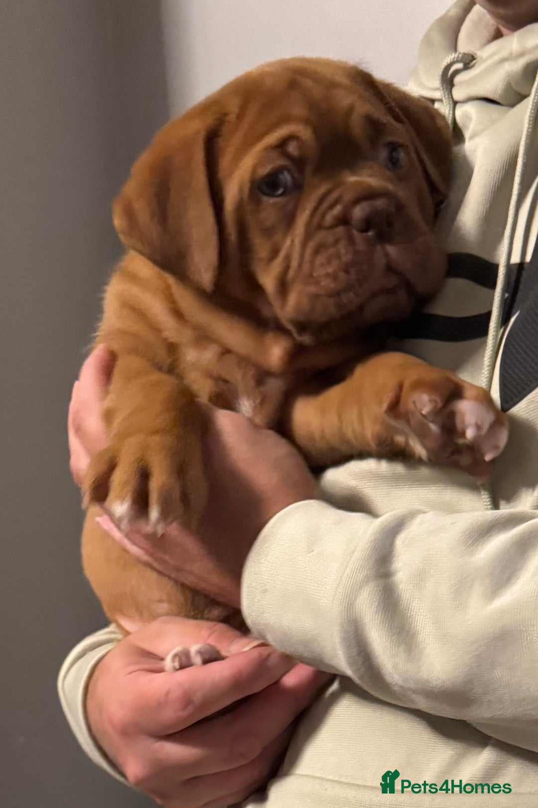 Dogue De Bordeaux dogs for sale: Ready to go last Outstanding Chunky KC DDB Puppy - Advert 19