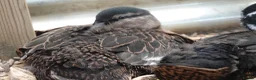 Ducks poultry for sale: Call ducklings for sale  in Sevenoaks - Advert 5
