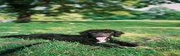 Miniature Poodle dogs for sale: Chocolate Miniature Poodle in London - Advert 2