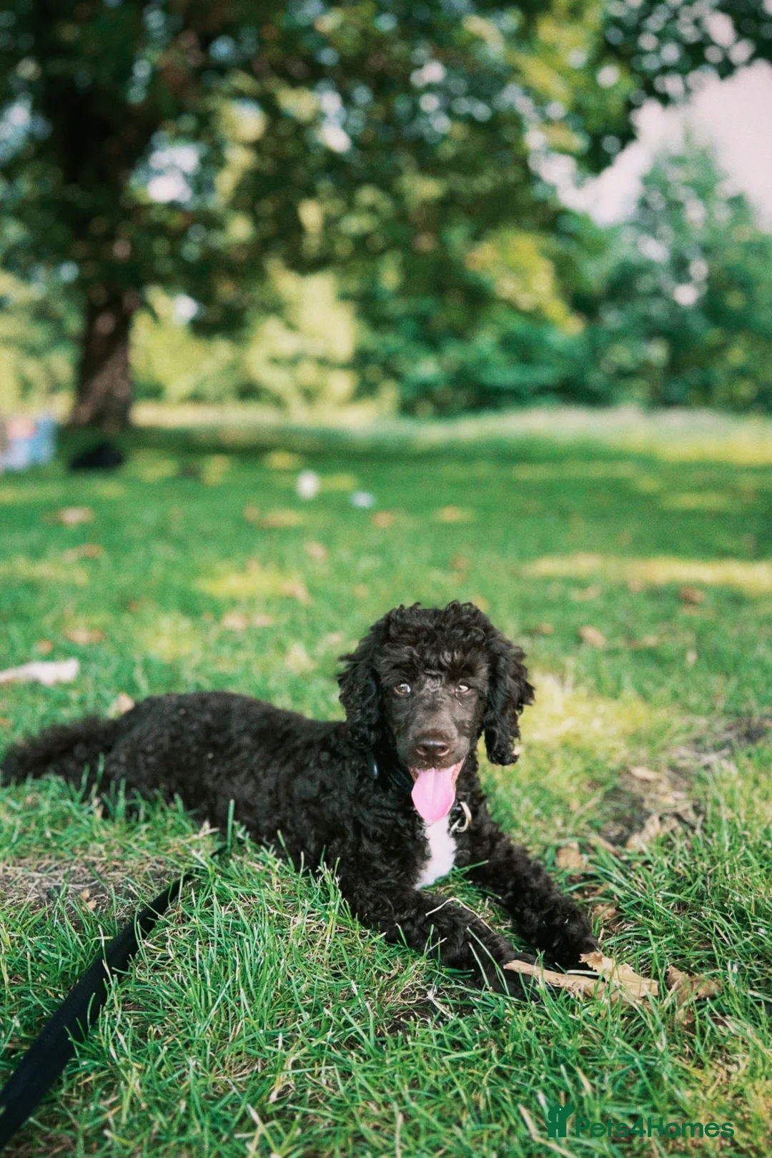Miniature Poodle dogs for sale: Chocolate Miniature Poodle in London - Advert 2