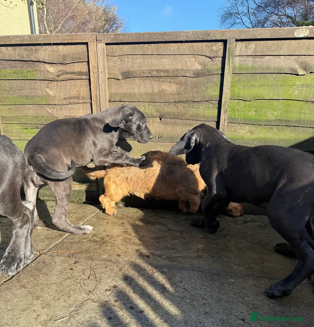 Great Dane dogs for sale: Great Dane Puppies - Advert 3