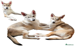 Saarloos Wolfdog dogs for sale: Wolfdog puppies. 1 boy, 2 girls available  in Wigan - Image 35