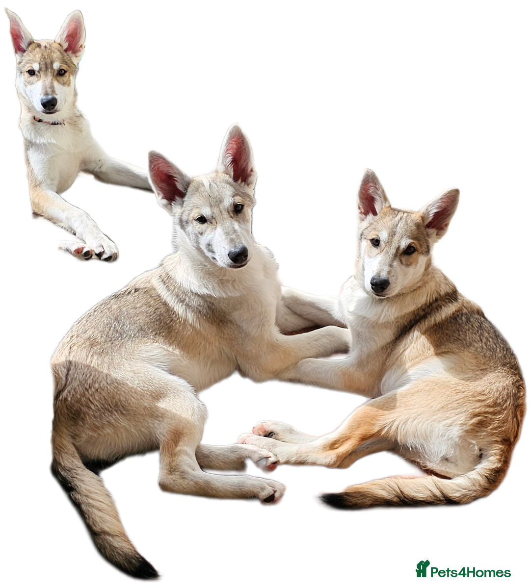 Saarloos Wolfdog dogs for sale: Wolfdog puppies. 1 boy, 2 girls available  in Wigan - Image 35