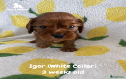 Cavalier King Charles Spaniel dogs for sale: Excessively tested Cavalier King Charles Spaniels - Image 22
