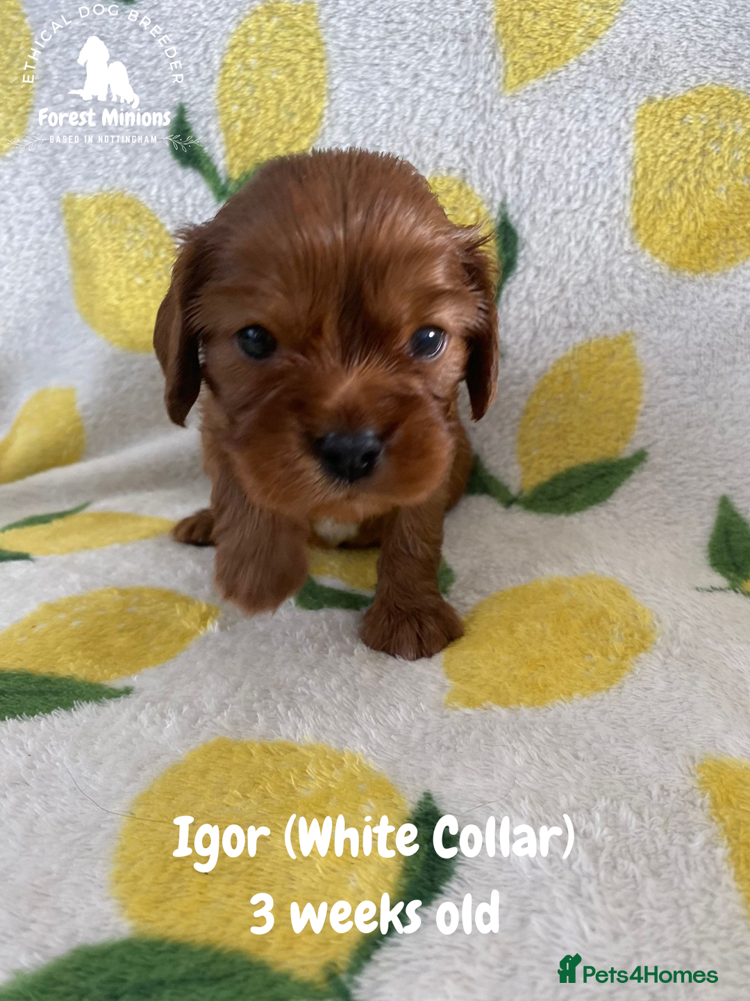 Cavalier King Charles Spaniel dogs for sale: Excessively tested Cavalier King Charles Spaniels - Image 22