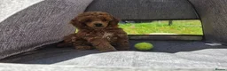 Toy Poodle dogs for sale: Stunning KC Reg Toy Poodle Puppies 1 boy left in Llangefni - Advert 9
