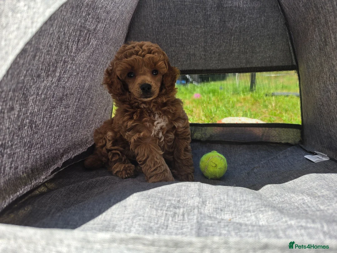 Toy Poodle dogs for sale: Stunning KC Reg Toy Poodle Puppies 1 boy left in Llangefni - Advert 9