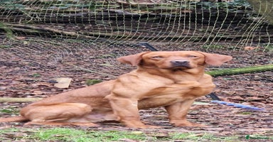 Labrador Retriever dogs - Advert 1