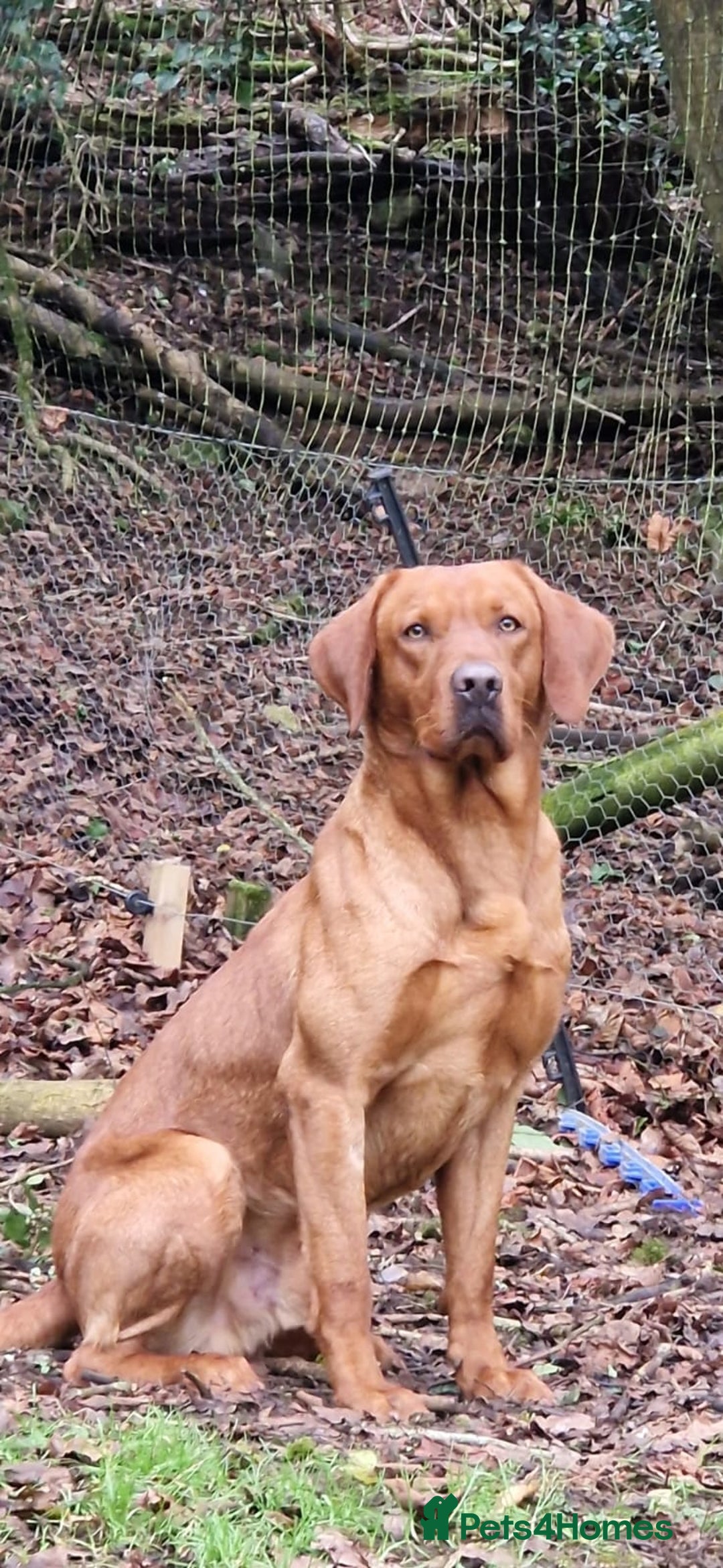 Labrador Retriever dogs for sale: K.CRegistered Ladrador Puppies  - Image 2