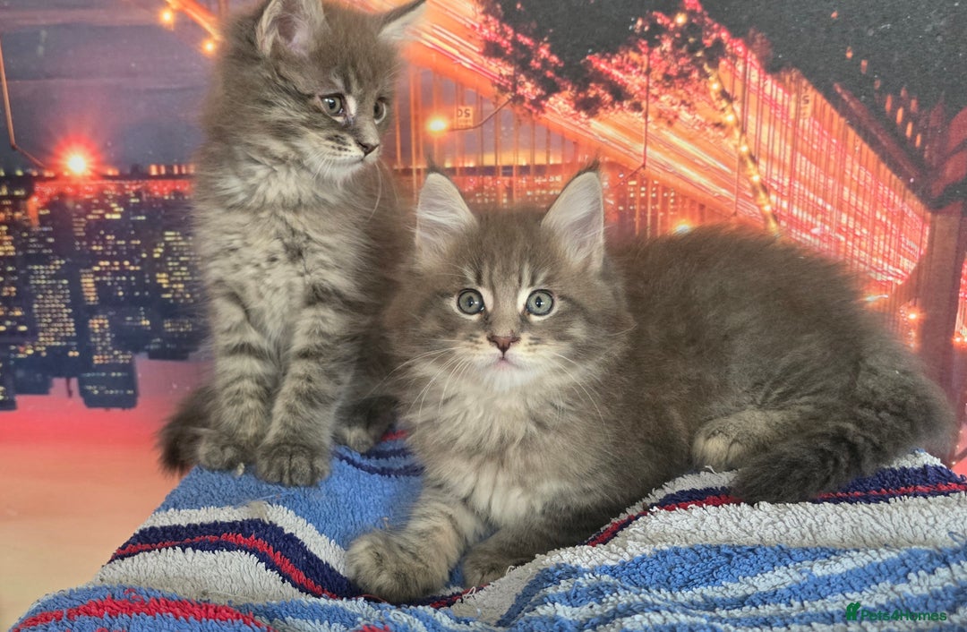 Maine Coon cats for sale: Maine coon kittens ready for reservation - Image 5