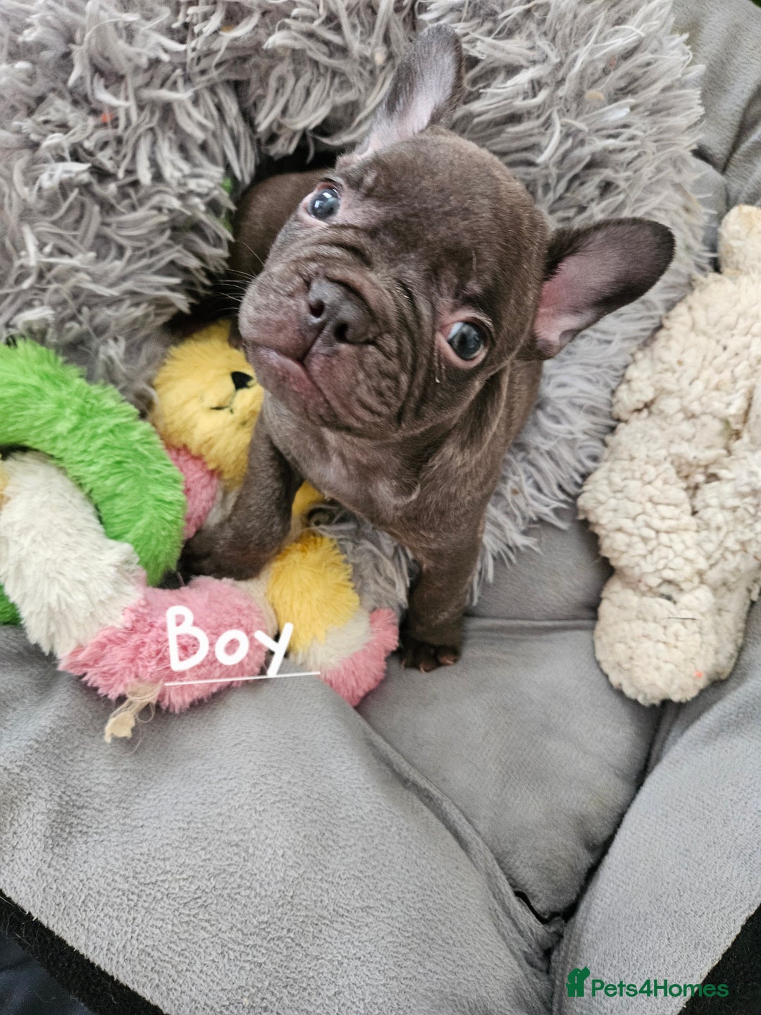 French Bulldog dogs for sale: Absolutely stunning chunky frenchbulldog puppies  - Image 5