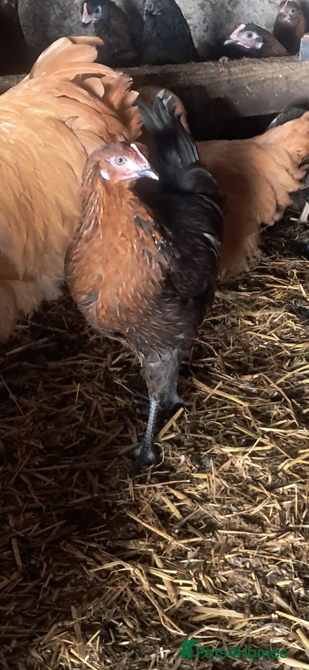 Chickens poultry for sale: Hybrid pullets available  - Image 2