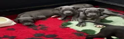 Great Dane dogs for sale: High Quality Great Dane Puppies - Advert 18