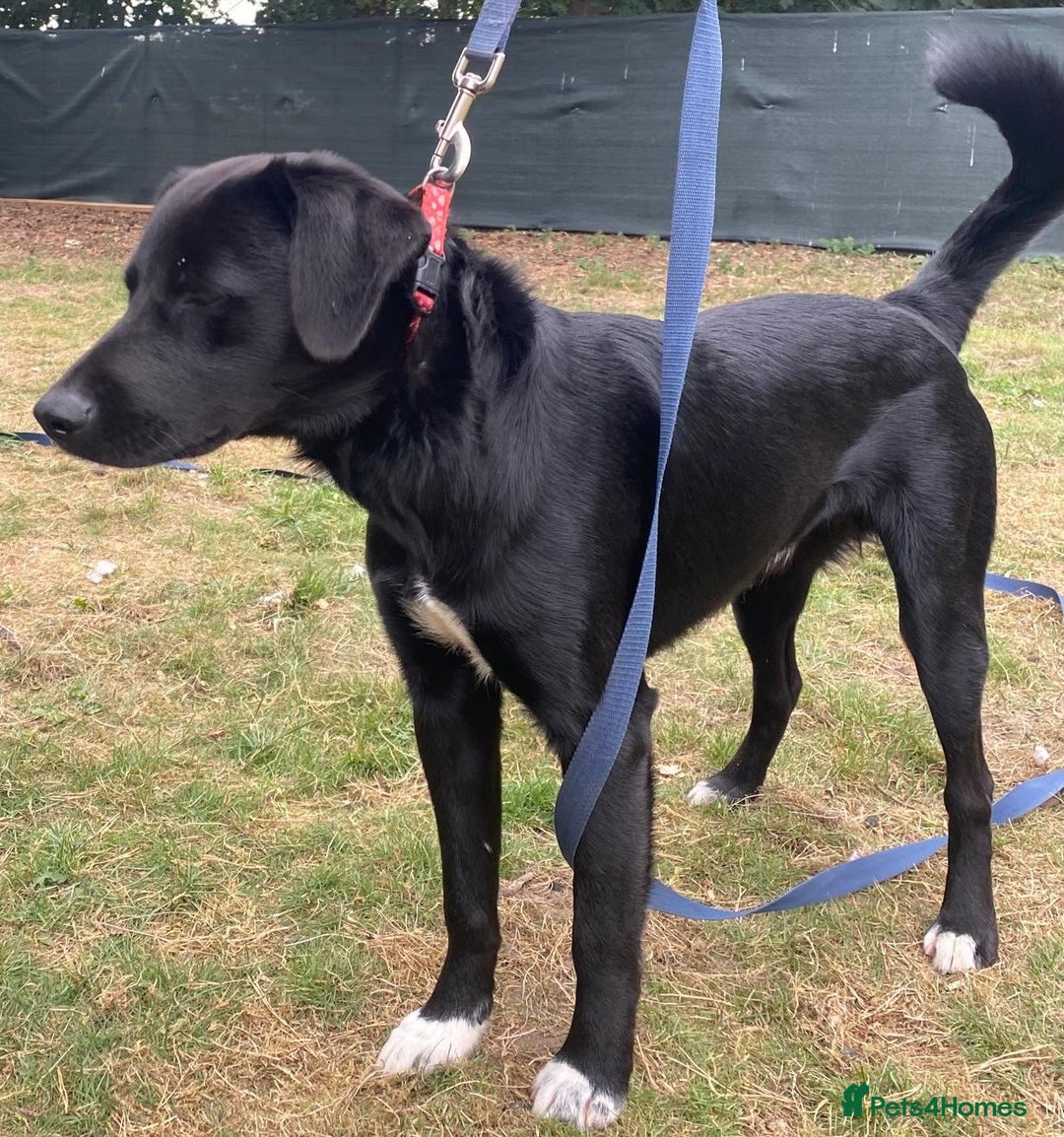 Mixed Breed dogs for adoption: Meet DIESEL - a Lovely Boy for a Loving Home - Image 9