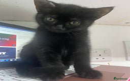 Bombay cats for sale: cats  - Image 6