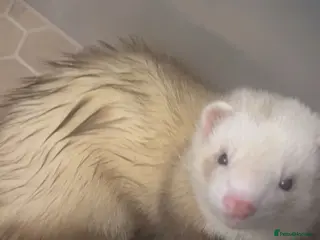 Ferret rodents Baby ferrets for sale (parents in the photos) - Advert 1