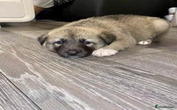 Huskita dogs for sale: huskeys  - Advert 4