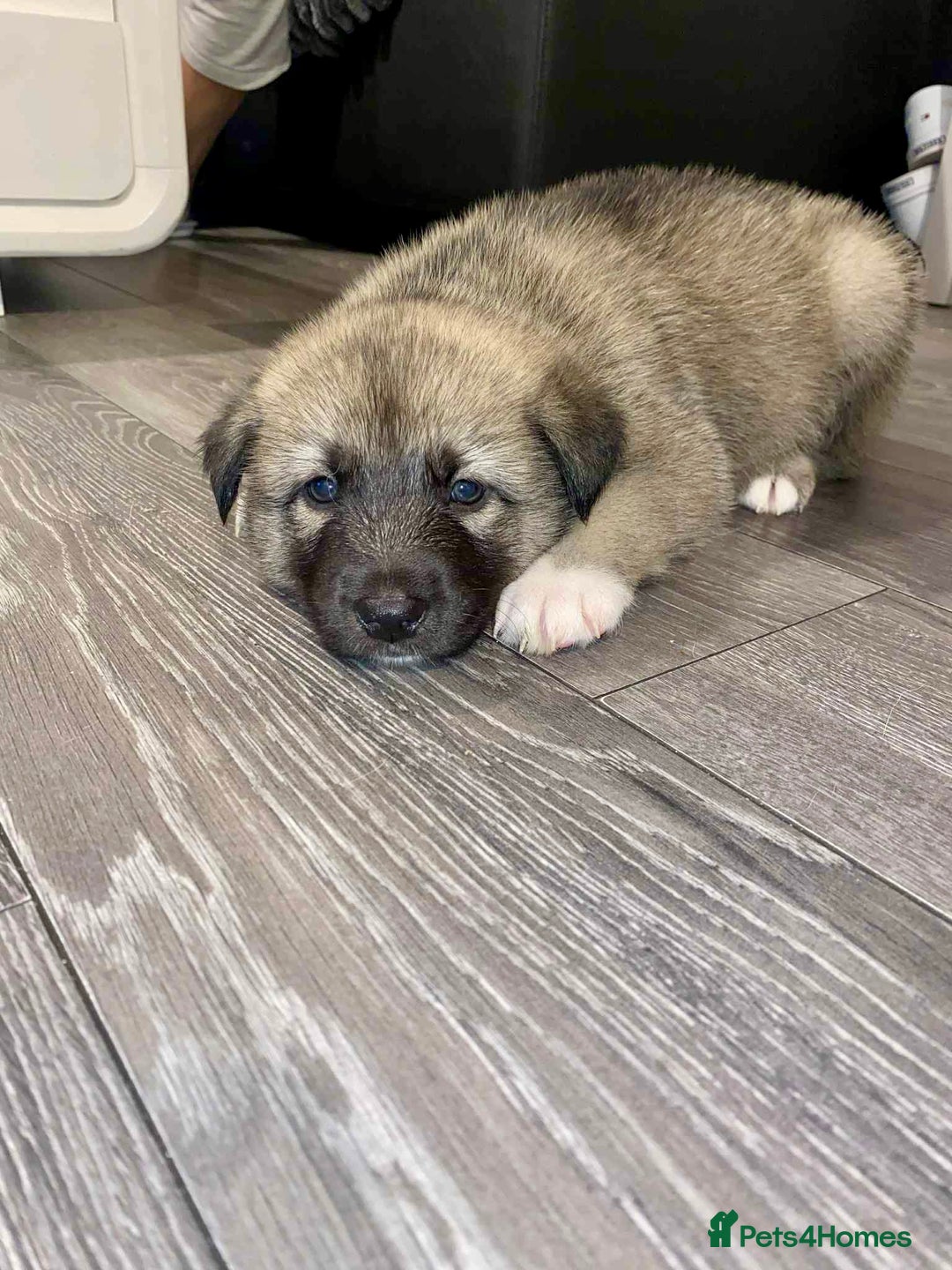 Huskita dogs for sale: huskeys  - Advert 4