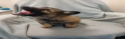 German Shepherd dogs for sale: German Sheperd Puppies in Lincoln - Advert 4