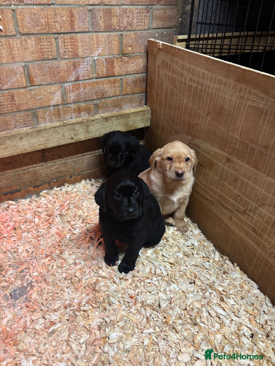 Labrador Retriever dogs for sale: Pure chunky Labrador puppies - Advert 3