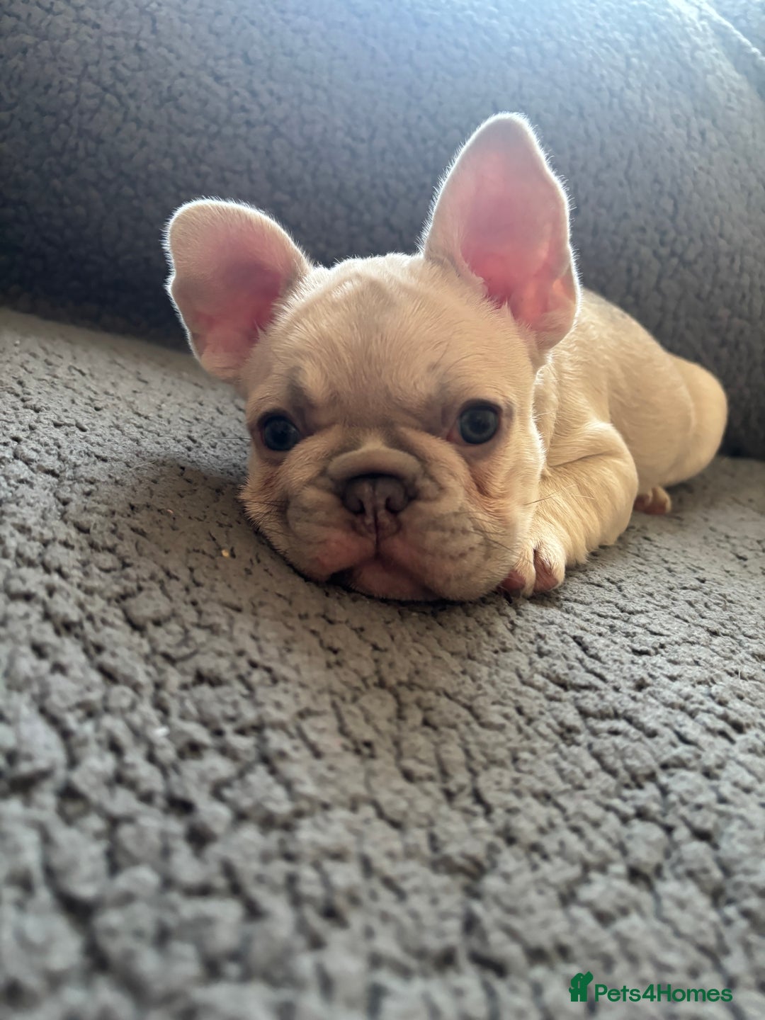 French Bulldog dogs for stud: BalooBear for studding - Advert 7