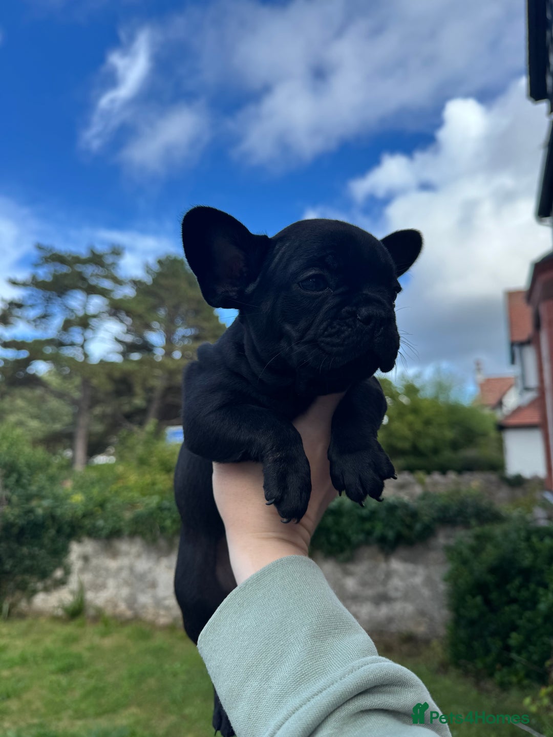 French Bulldog dogs for sale: French Bulldog puppies  - Image 8