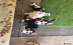 Siberian Husky dogs for sale: Siberian husky puppies (ready forever loving home) - Image 27