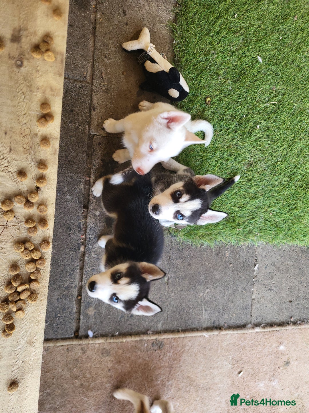 Siberian Husky dogs for sale: Siberian husky puppies (ready forever loving home) - Image 27