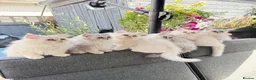 Persian cats for sale: Beautiful Persian Kittens Available forLovingHomes - Advert 10