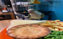 Parrots birds for sale: Male green Quaker parrot  - Image 2