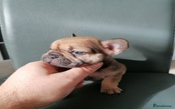 French Bulldog dogs for sale: Gorgeous French bulldog puppies Just 1 girl left!  - Advert 33