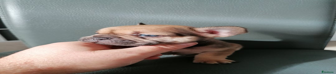 French Bulldog Puppy 3