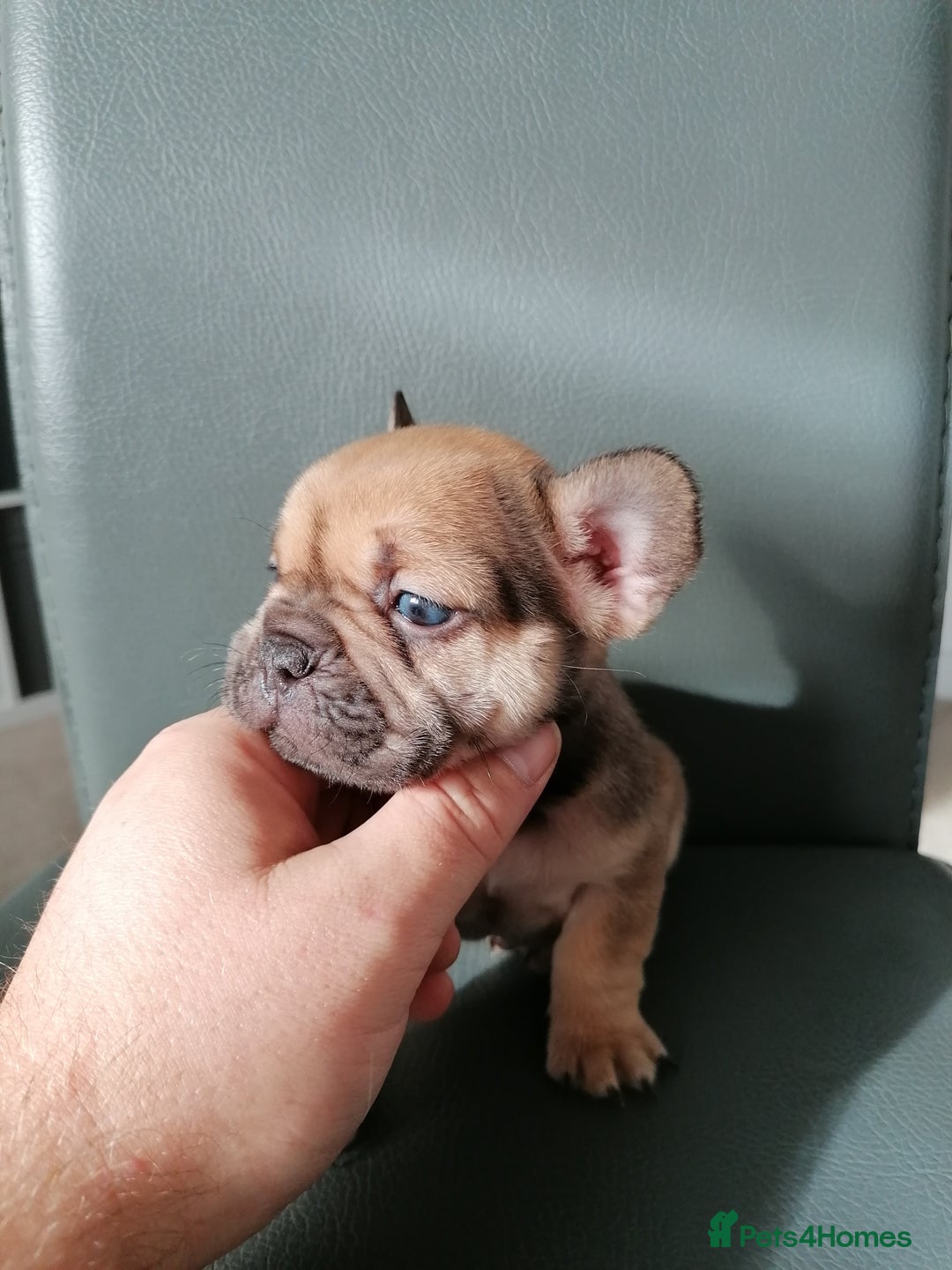 French Bulldog dogs for sale: Gorgeous French bulldog puppies Just 1 girl left!  - Advert 33