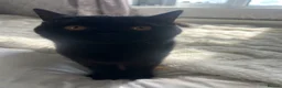 British Shorthair cats for sale: Black British shorthair  - Advert 9