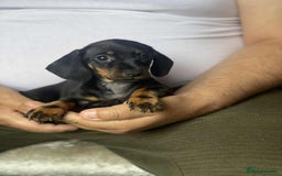 Miniature Dachshund dogs for sale: Beautiful Miniature Dachshund Puppies - Ready NOW - Image 3