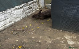 Mini Lop rabbits for sale: 2 female rabbits for sale  - Image 3