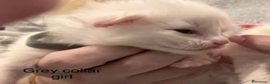 Grey collar girl