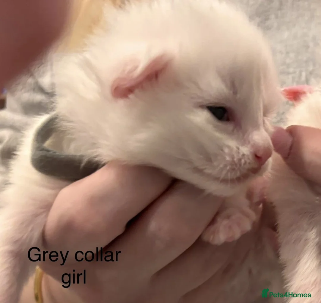 Maine Coon cats for sale: Council licensed TICA white Maine Coon kitten BAER - Advert 20