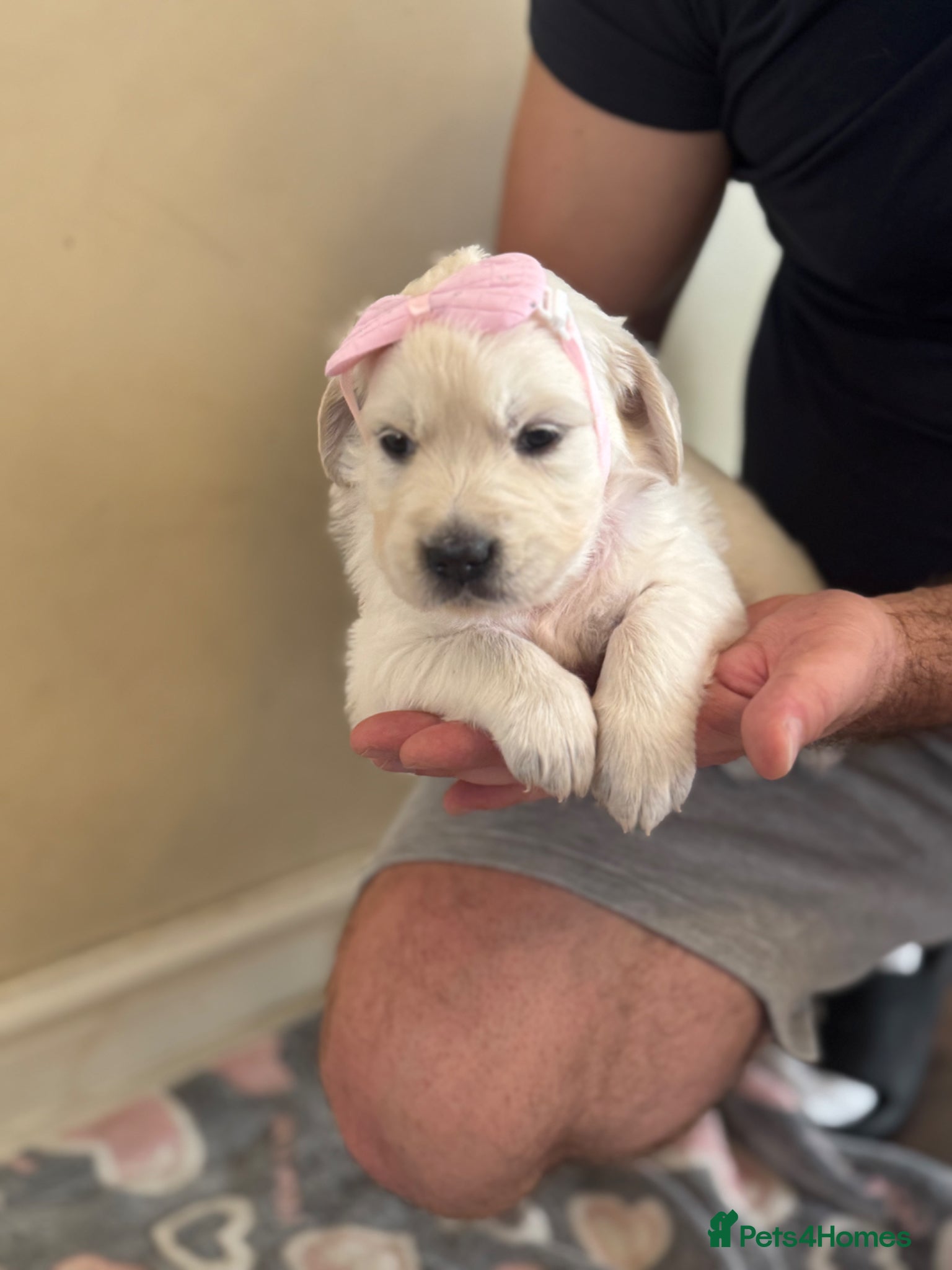 Golden Retriever dogs Beautiful Golden Retriever puppies - Advert 5