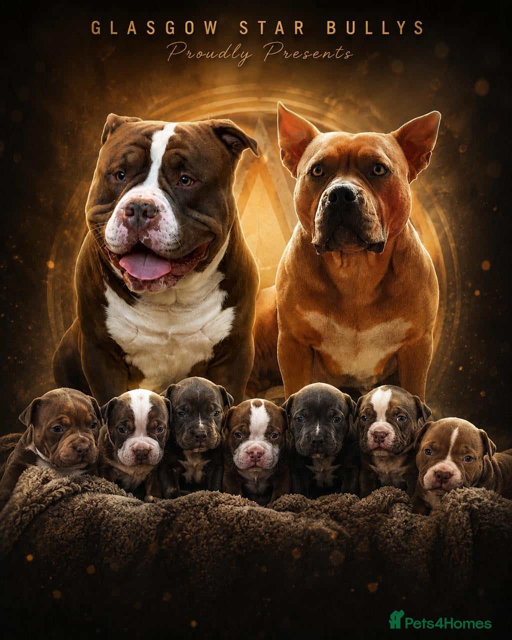 American Bully dogs Pocket bullies top class bloodlines  - Advert 1