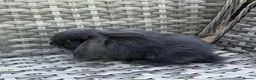 Mini Lop rabbits for sale: Pure bred mini lops - Advert 10