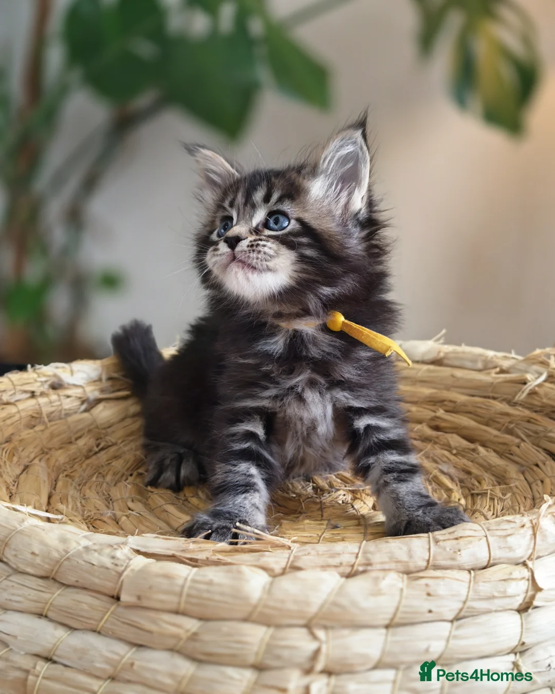 Maine Coon cats for sale: Exceptional XL Maine coons ⭐READY TO LEAVE⭐ - Advert 26