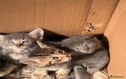 Mixed Breed cats for sale: 4 beautiful kittens left  - Image 8