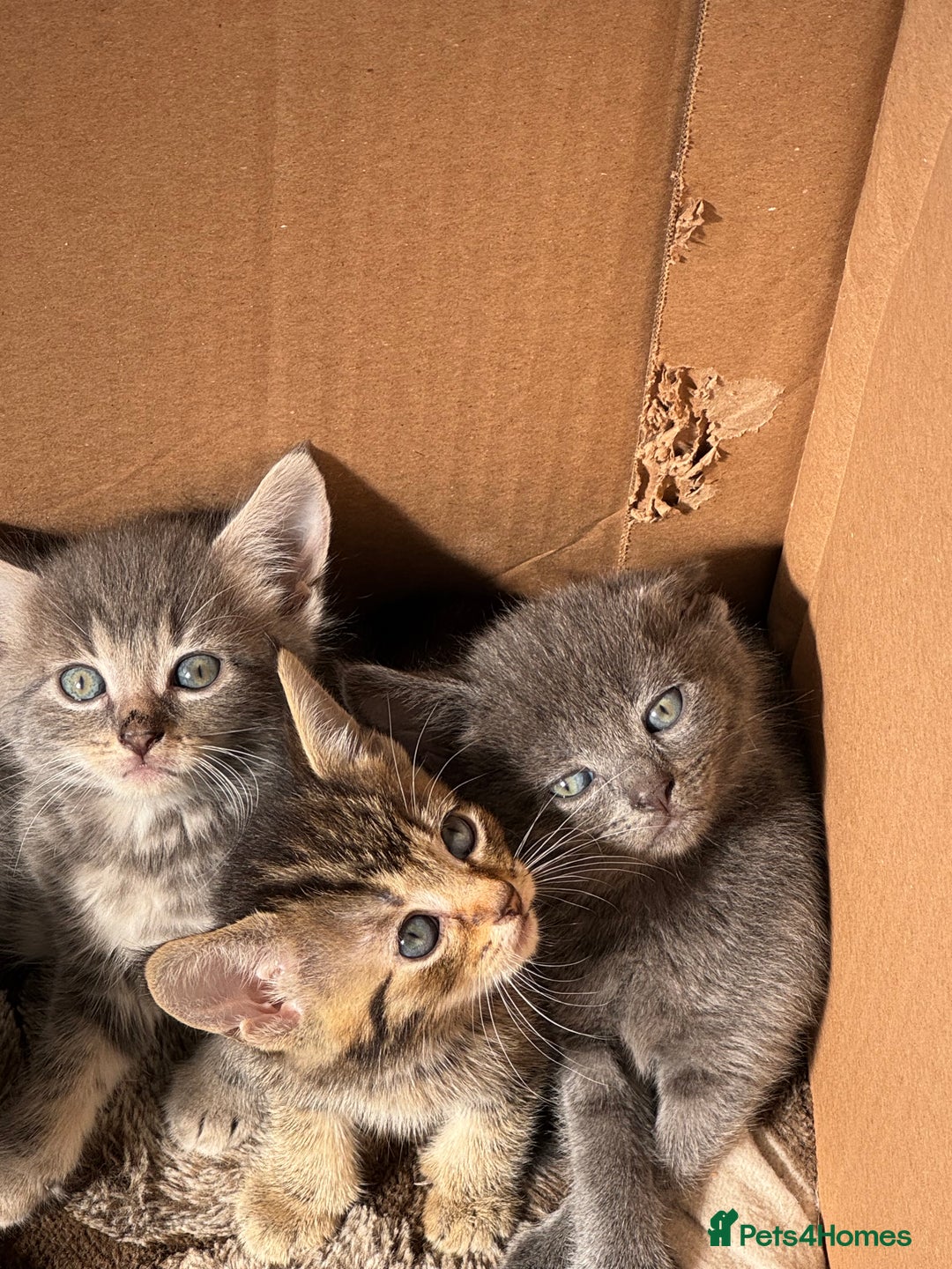 Mixed Breed cats for sale: 4 beautiful kittens left  - Image 8