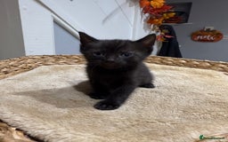 Mixed Breed cats for sale: Beautiful kittens for sale - Image 14