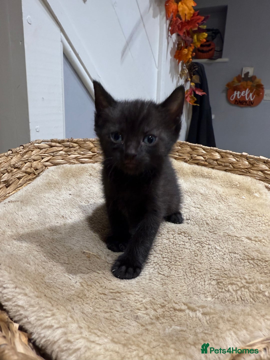 Mixed Breed cats for sale: Beautiful kittens for sale - Image 14